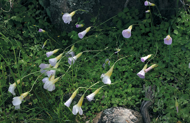 Oxalis comosa