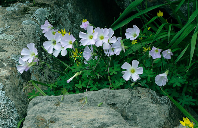 Oxalis comosa