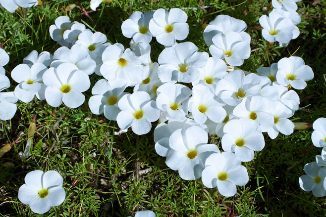 Oxalis polyphylla