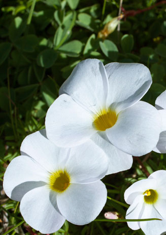 Oxalis polyphylla