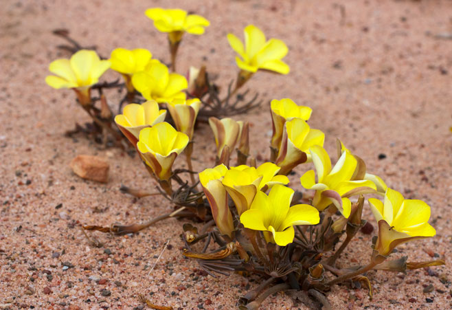 Oxalis flava