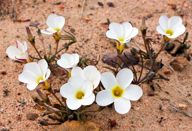 Oxalis flava