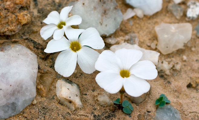 Oxalis sonderiana