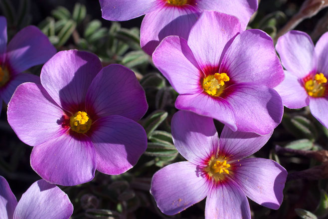 Oxalis callosa
