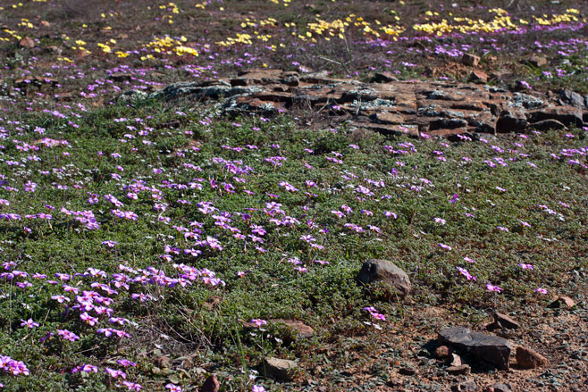 Oxalis callosa