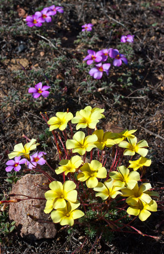 Oxalis pardalis