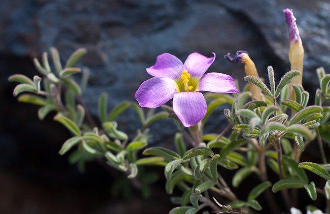 Oxalis burkei