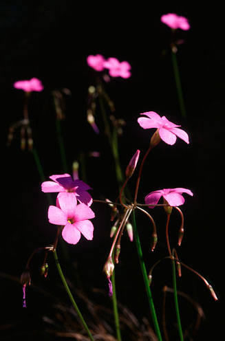 Oxalis livida