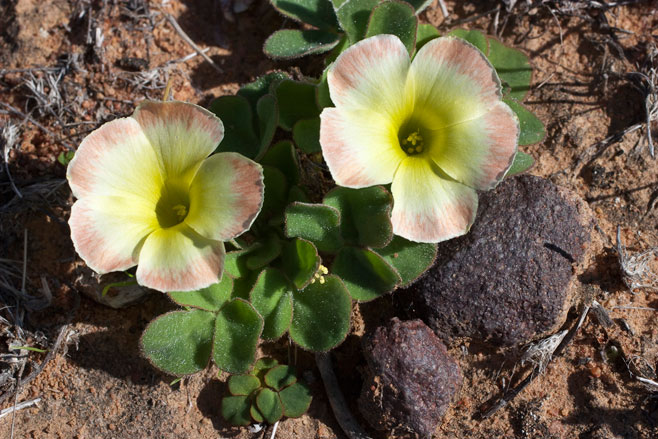 Oxalis aurea