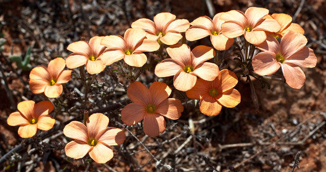 Oxalis gracilis