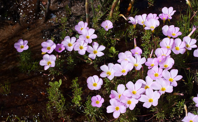 Oxalis recticaulis