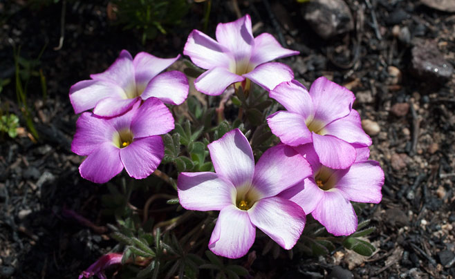 Oxalis heterophylla