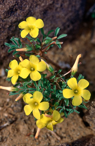Oxalis pardalis