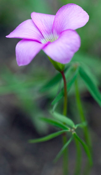 Oxalis smithiana