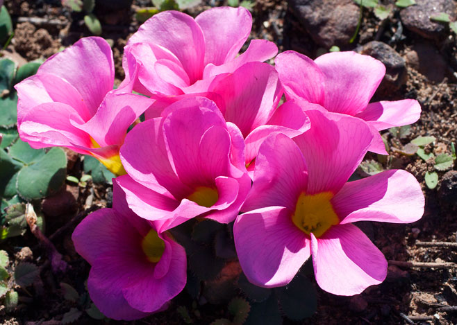 Oxalis purpurea