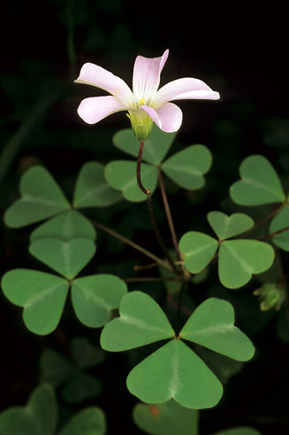 Oxalis incarnata