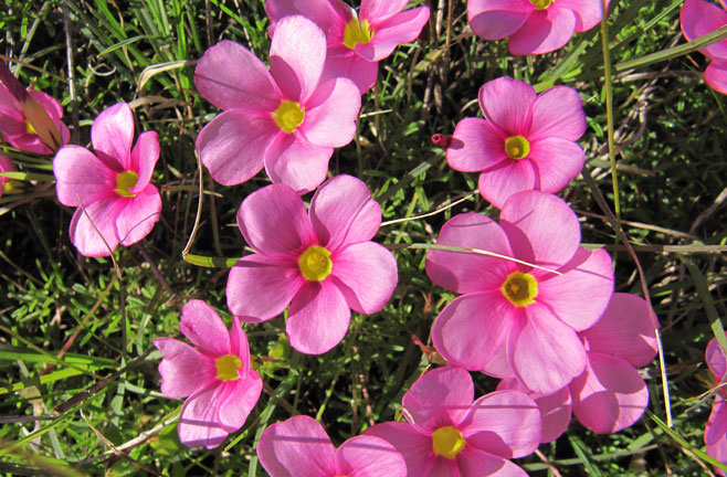 Oxalis glabra