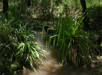 Pandanus livingstonianus (Screw-pine)