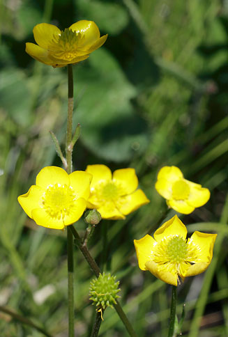 Ranunculus multifidus