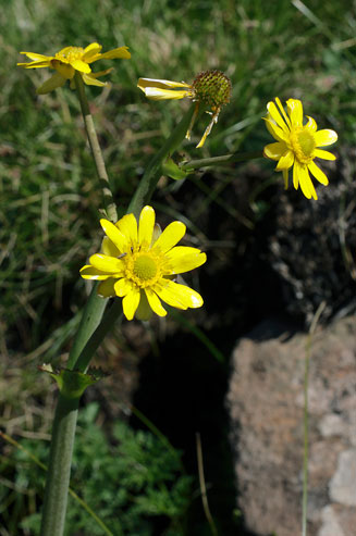 Ranunculus baurii