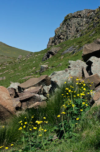Ranunculus baurii