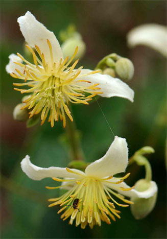 Clematis brachiata 