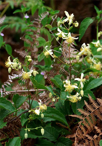 Clematis brachiata 