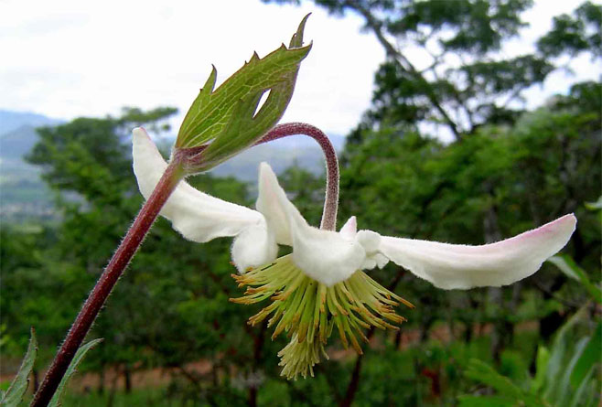 Clematis villosa