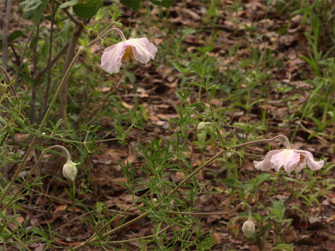 Clematis villosa