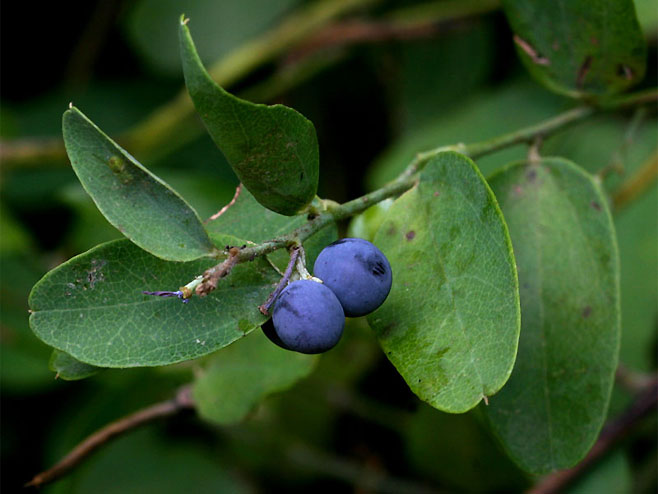 Cocculus hirsutus