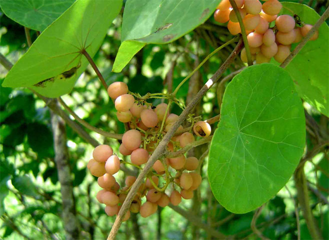 Stephania abyssinica