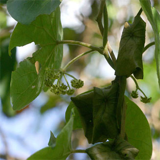 Stephania abyssinica