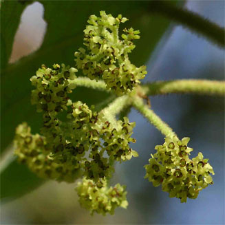 Stephania abyssinica