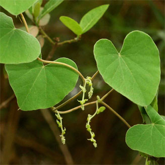 Cissampelos mucronata 
