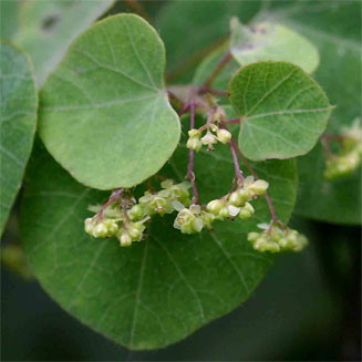Cissampelos torulosa 