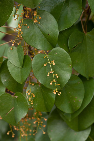 Tinospora caffra