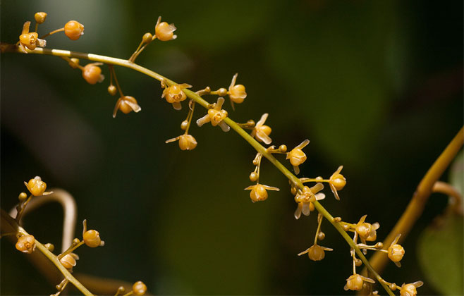 Tinospora caffra