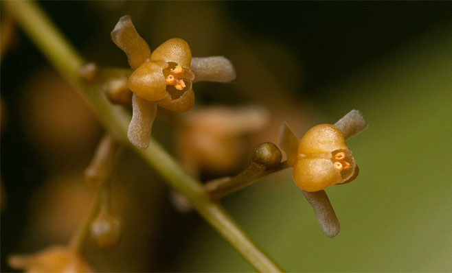 Tinospora caffra