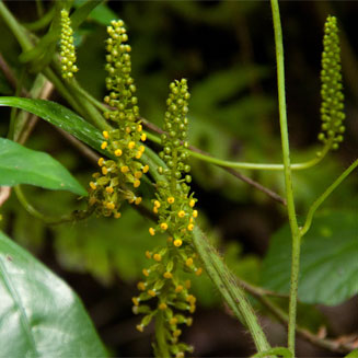 Dioscoreophyllum cumminsi
