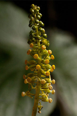 Dioscoreophyllum cumminsi