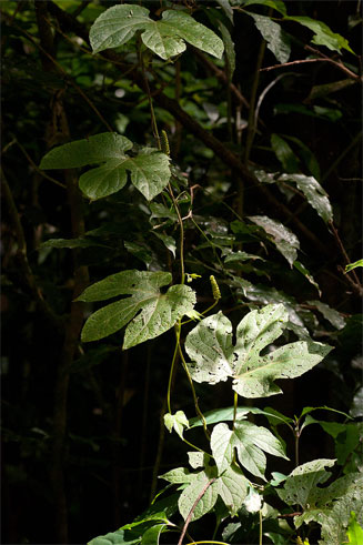Dioscoreophyllum cumminsi