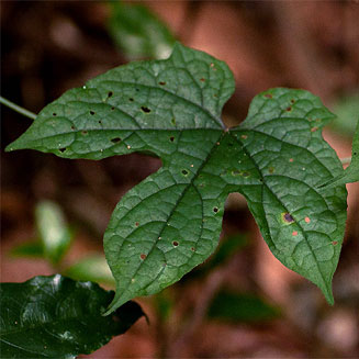 Dioscoreophyllum cumminsi