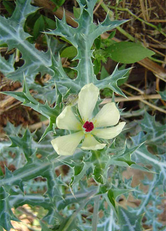 Argemone mexicana (Yellow-flowered Mexican poppy)