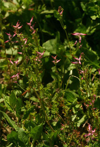 Fumaria muralis