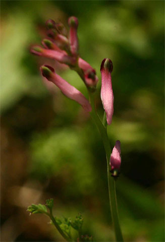 Fumaria muralis