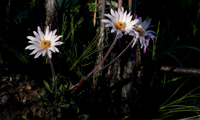 Anemone tenuifolia