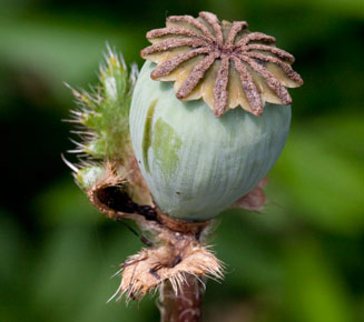 Papaver orientale (Oriental poppy)