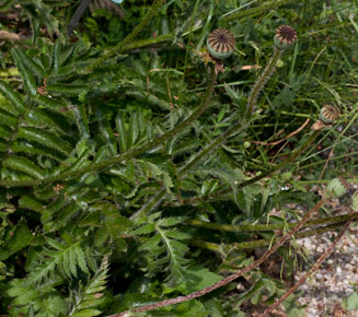 Papaver orientale (Oriental poppy)