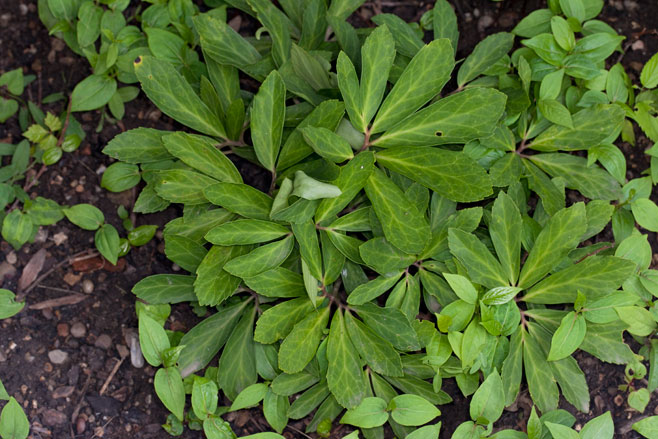 Helleborus niger (Christmas rose, Black hellebore)