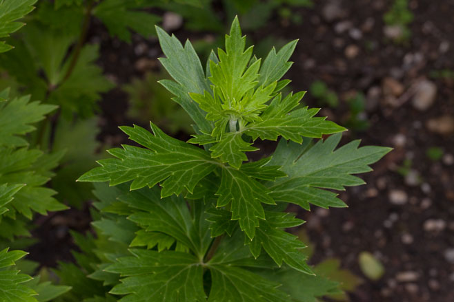 Aconitum napellus